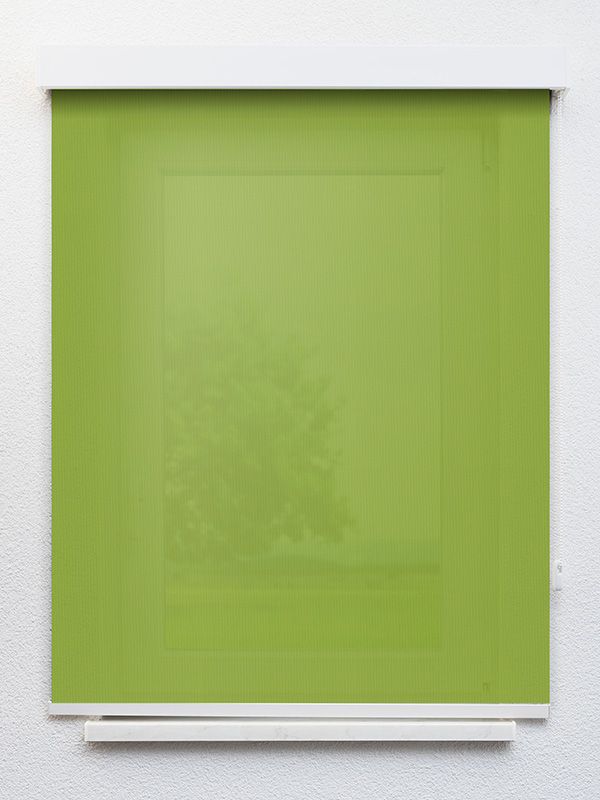 Detailansicht Tenerife 5344